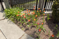 Covered-Bridge-Gardens-Spring-3